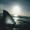 Judith Dooley67 - @crazysharklady1975 - TikTok
