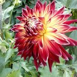 Judith Dreyer - @luchs3151 - Instagram