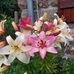 Judith Drury - Facebook