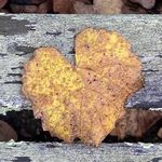 Judith Dunham - @judithdunham800 - Instagram