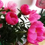 Judith Eccles - Facebook