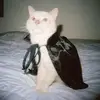 Judith Farrington - @judithfarrington9592 - TikTok