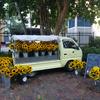 flowersfromjudith - @flowersfromjudith - TikTok