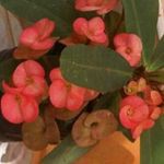 Judith Flowers - @flowersjudith - Instagram