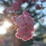 Judith Flowers - @judithflowersparis - Instagram