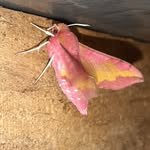 Judith Gröblacher - @judithgroblacher - Instagram