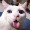 judithgrosso751 - @judithgrosso751 - TikTok