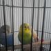 Judith Hamblin - Facebook