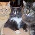 Judi Hostetler Topol - Facebook