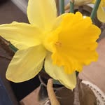 Judith Carpenter - @judithst.ives - Instagram