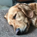 Judith Kimball - @championlinegoldensofvermont - Instagram