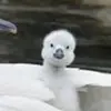 Judith Ladson - @judith.ladson3 - TikTok