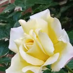 Judith Lafferty Mcclintic - @laffertymcclintic - Instagram