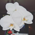 Judith Little - @judith.little.378 - Instagram