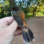 Judith Little - @jlbirds3289 - Instagram