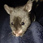 Judith Maddox - @judiththehamster - Instagram