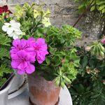 Judith Stead - @judithandmalcolm - Instagram