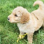 Judith McIntosh - @goldendoodlesofmayhem - Instagram