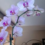 Judith Molnar Megyeri - @molmegy - Instagram
