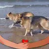barkers - @judithogley - TikTok