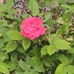 Judith Icenogle - @judithicenogle - Instagram