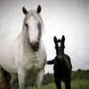 Judith Pedersen - @judithpedersen - TikTok