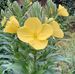 Judith Pennington - Facebook