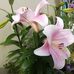Judith Petrie - Facebook