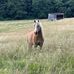 Judith Pfaff - Facebook