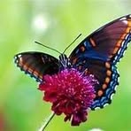 Judith Piccolo - Facebook