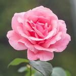 Judith Pike - @judithpike700 - Instagram