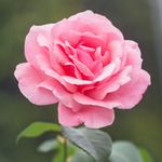 Judith Pike - @judithathenapike - Instagram