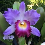 Judith Placencia Vital Placencia Vital - @judithplacenciavital - Instagram