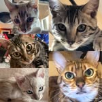 Judith Rakestraw - @houseofbengals_ - Instagram