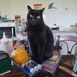 Judith Raynor - @judithraynor731 - Instagram