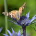 Sea Holly: Judith Samuel's Artist Page - Facebook