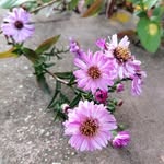 Judith Schippers-Spee - @judith_schippers_spee - Instagram