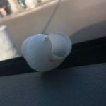 Judith - @judith_the_shell - Instagram