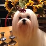 Judith Slaughter Geiger - @rosemarkmaltese - Instagram