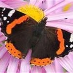 Judith Terrill - @judith.terrill - Instagram