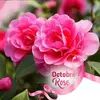 Judith Testan - @judith.testan - TikTok