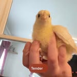 Judith Thurman - @judithcody - Instagram