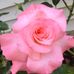 Judith Webb - Facebook