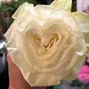 Judith Wilbur Bourge - @florafaunafinds - TikTok