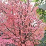 Judy Abraham - @judyabraham63 - Instagram