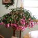 Judy Acker - Facebook