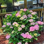 Judy Anzalone 24 - Facebook
