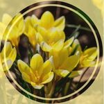 Judy Applegate-Helmuth - @willys1951 - Instagram
