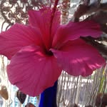Judy Atchison - @judy.atchison - Instagram
