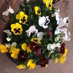 Judy Batts - @judy.batts.129 - Instagram